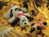 Autumn Pups