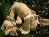 Spring Pups